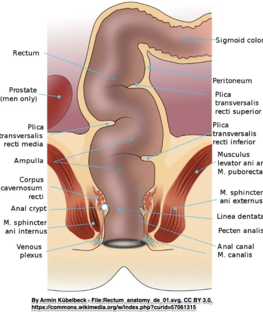 aviv weinberg recommends Muscle Anal Porn