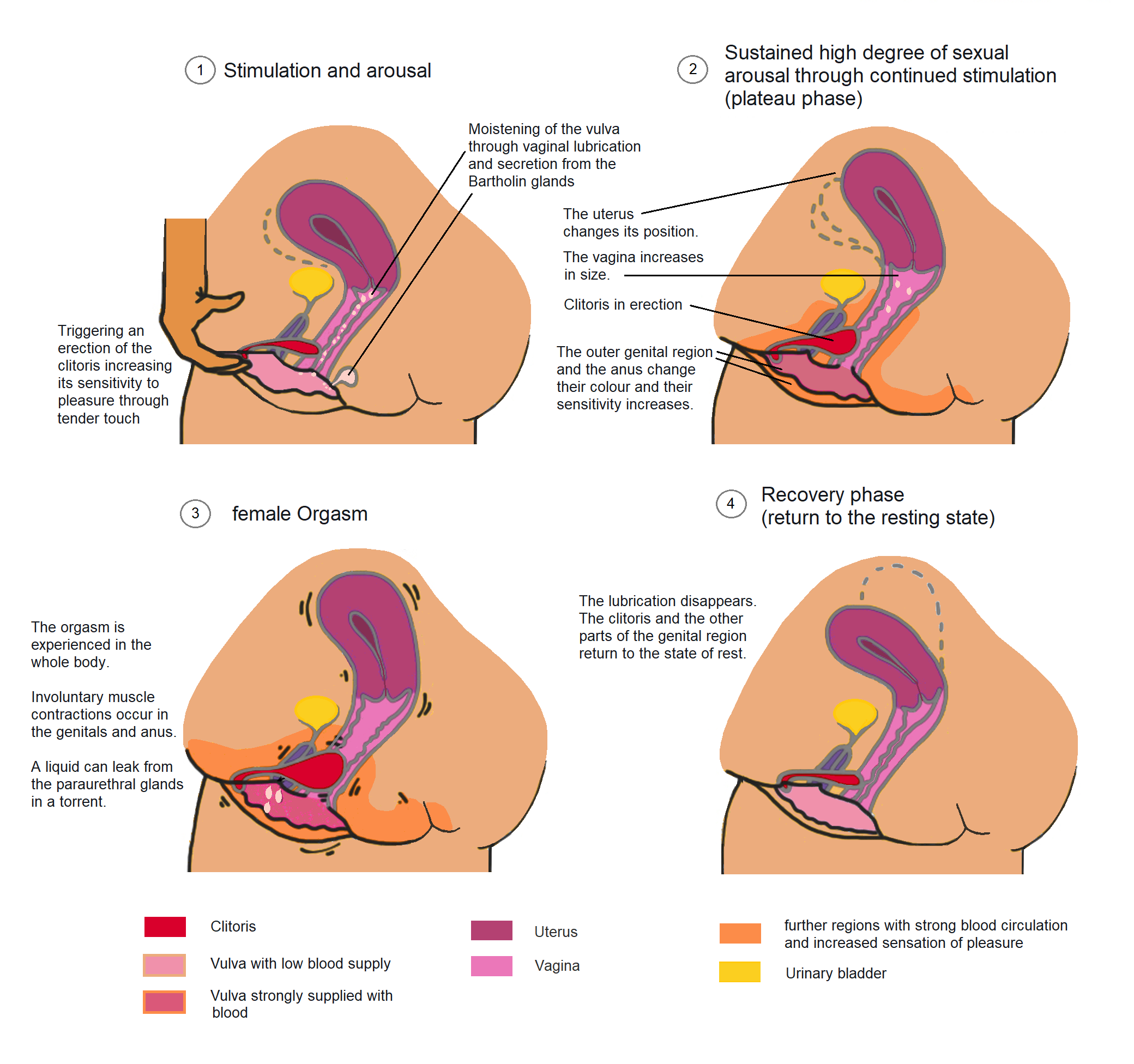 arun lamsal recommends Orgasmic Contraction