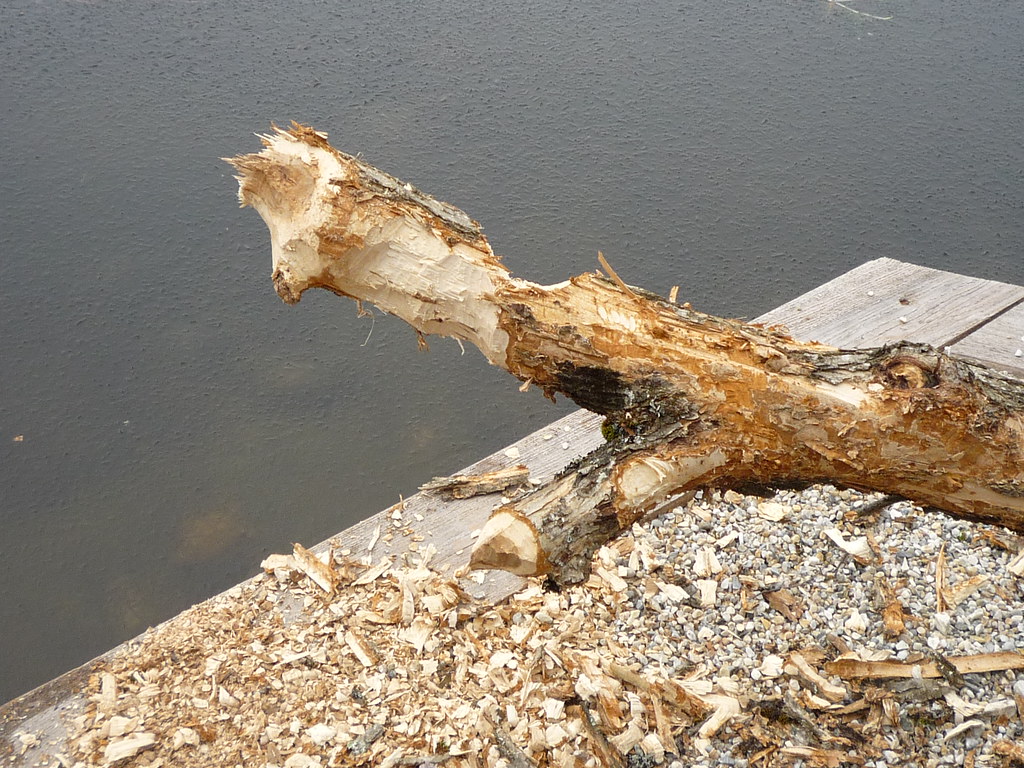 christine wald share trimmed beaver photos