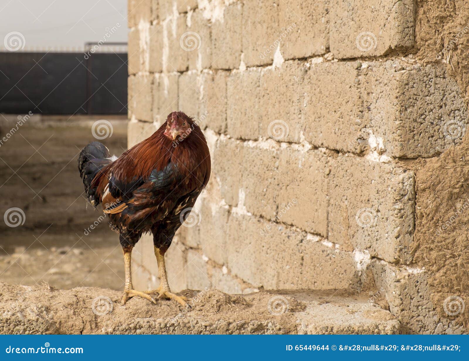 beto sandoval recommends Iraqi Cock