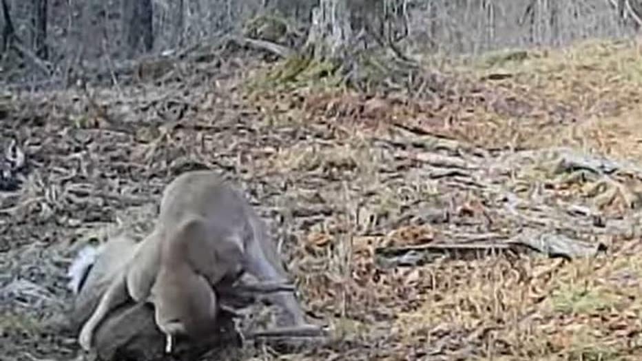 Best of Cougar hidden cam