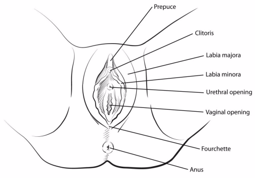 christian barela recommends bald clit pic