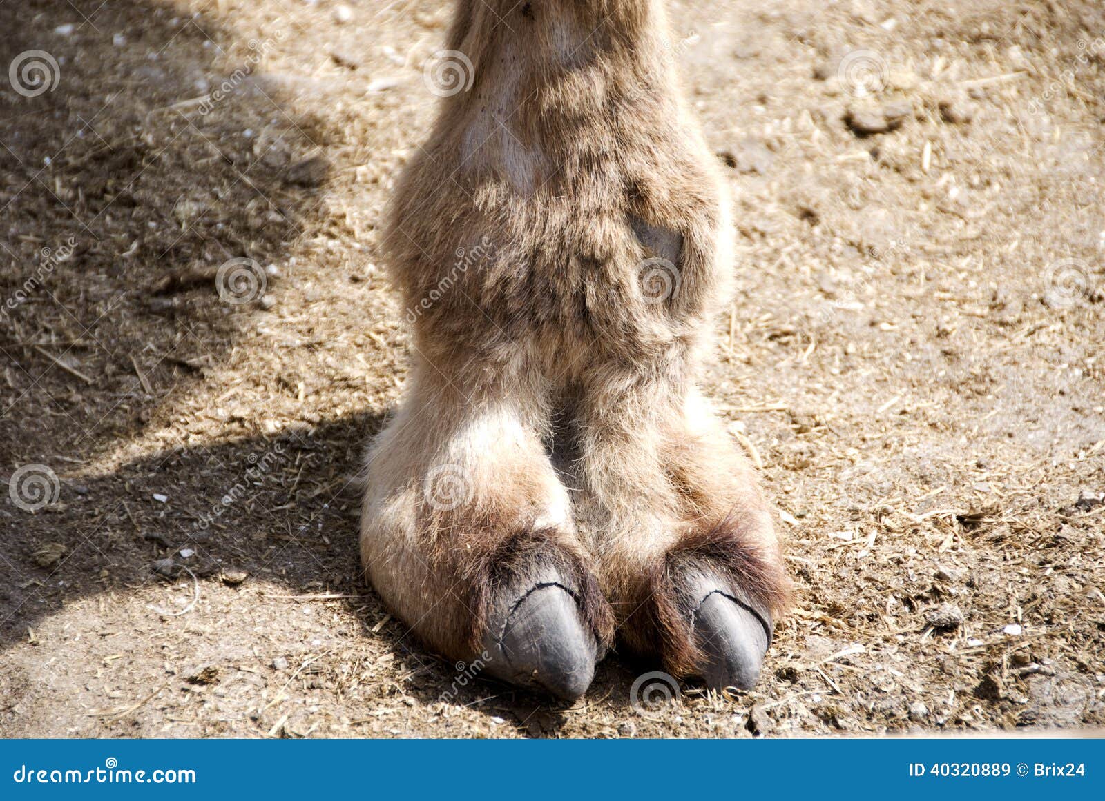 charles de winnaar add camel toe closeups photo