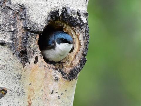 cath carr recommends Tits Swallow