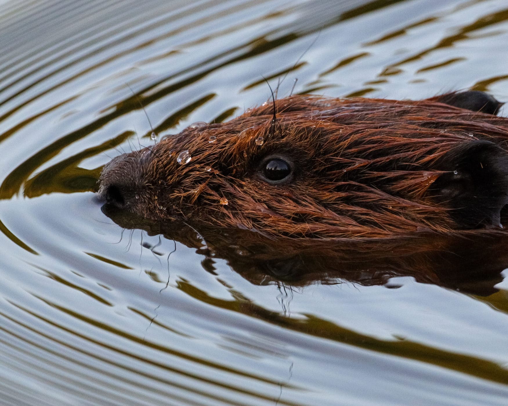 andre astono recommends Trimmed Beaver