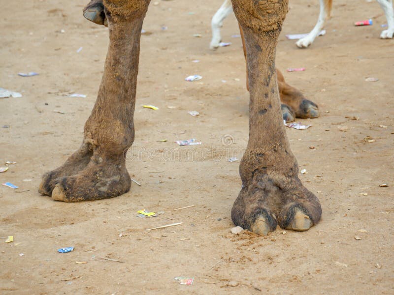 ai wei recommends camel toe closeups pic