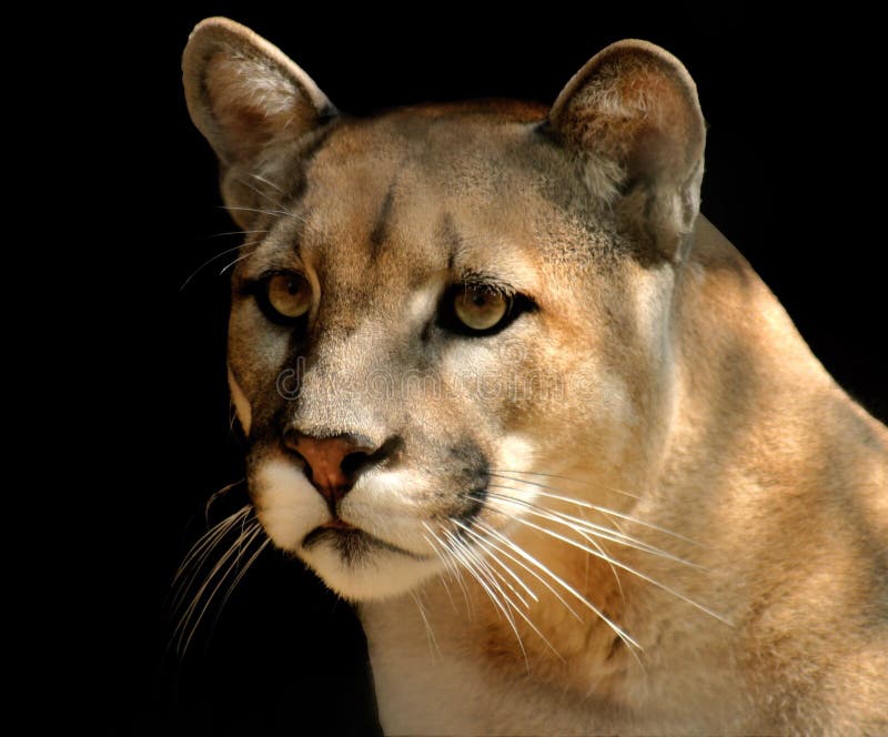 cougar hd