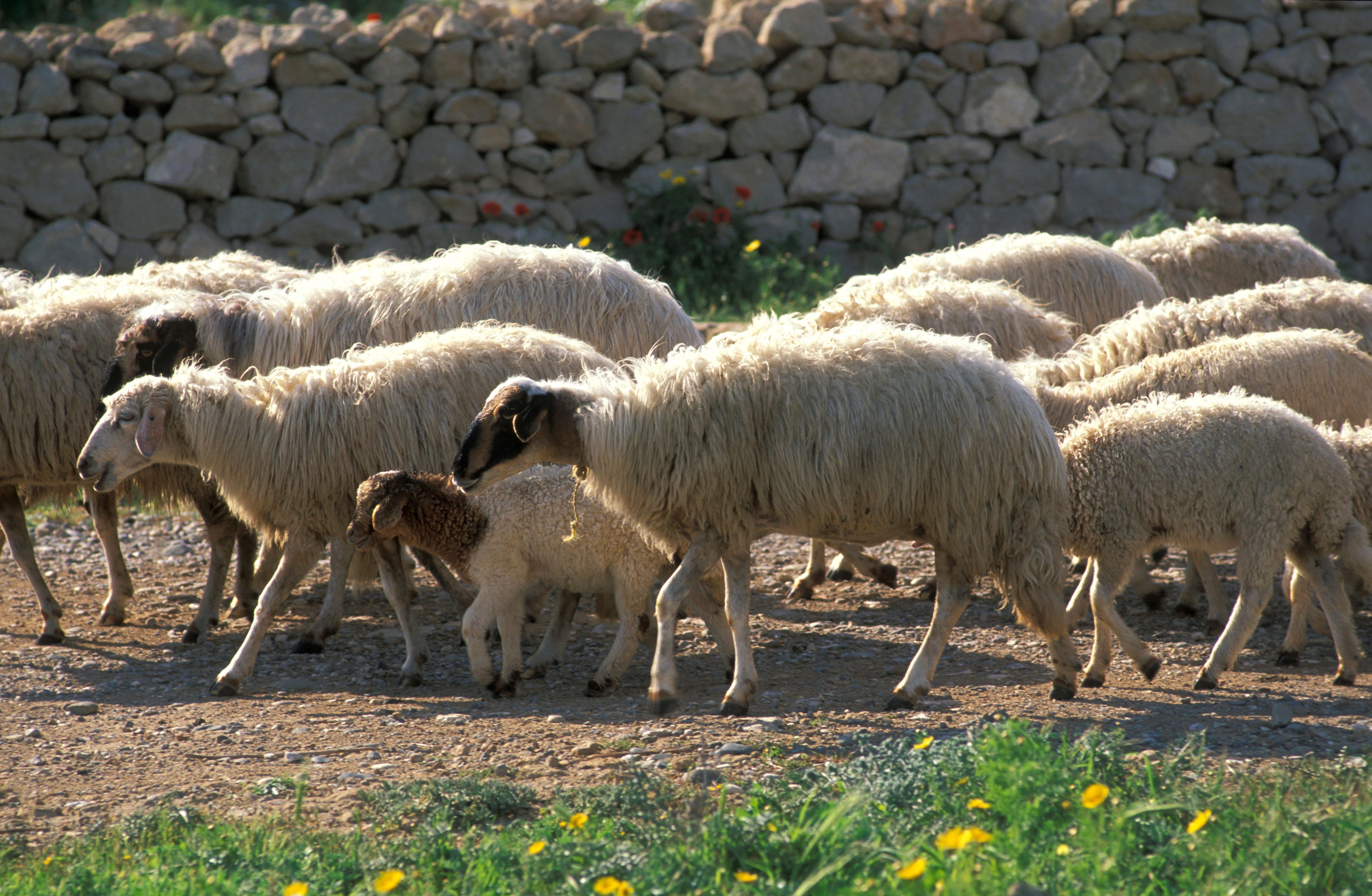 devvrata mahindru share man screwing sheep photos