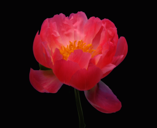 darrell say add photo peony asmr