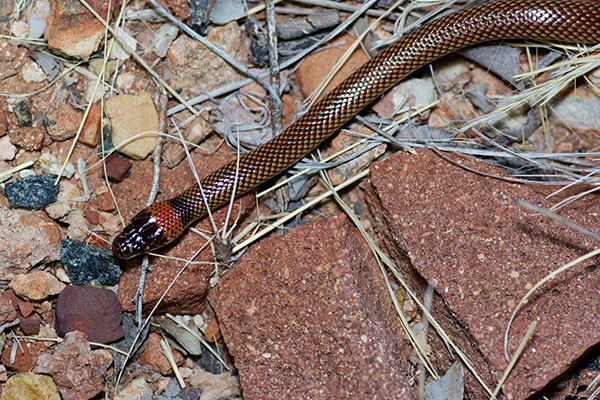 Moona Snake rammed hard