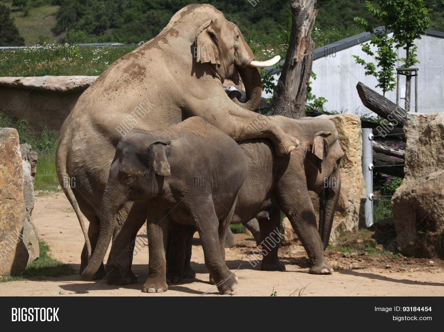 andy canfield share elephant cumshots photos