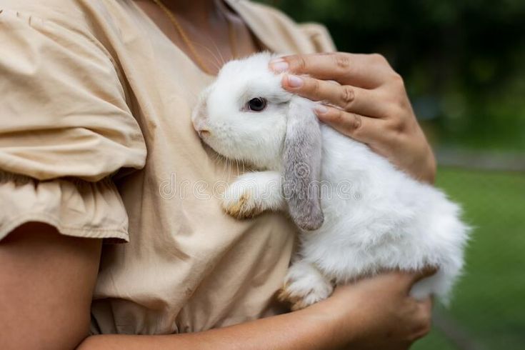 alex liranzo recommends asian bunnies pic