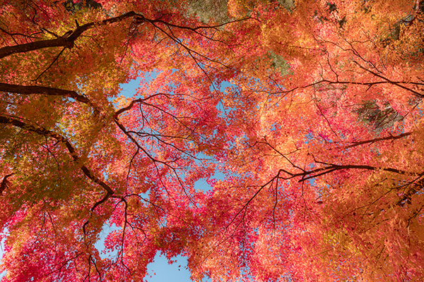 Colors Of Autumn Porn the bed