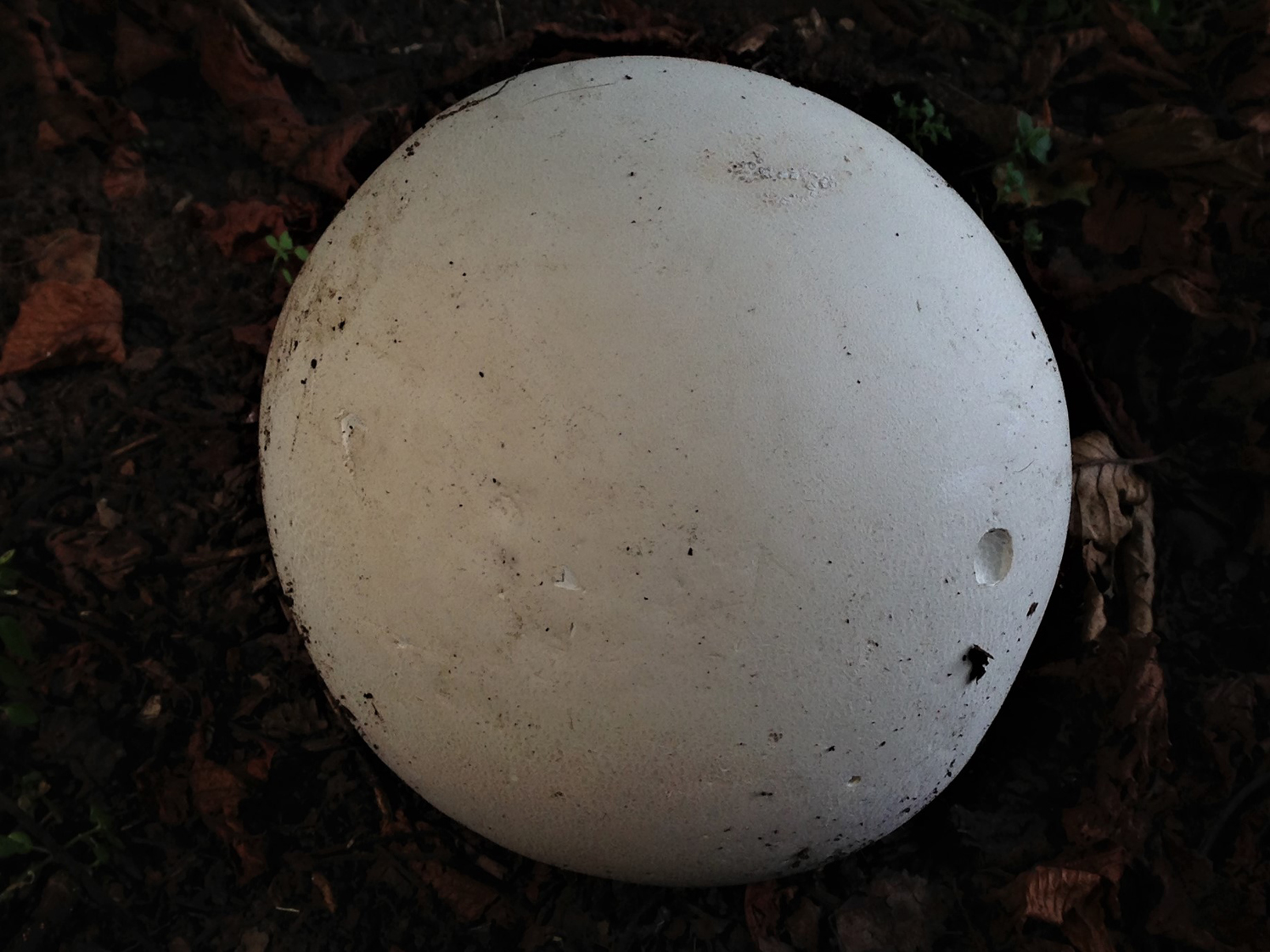 aimee swartz recommends Huge Mushroom Head