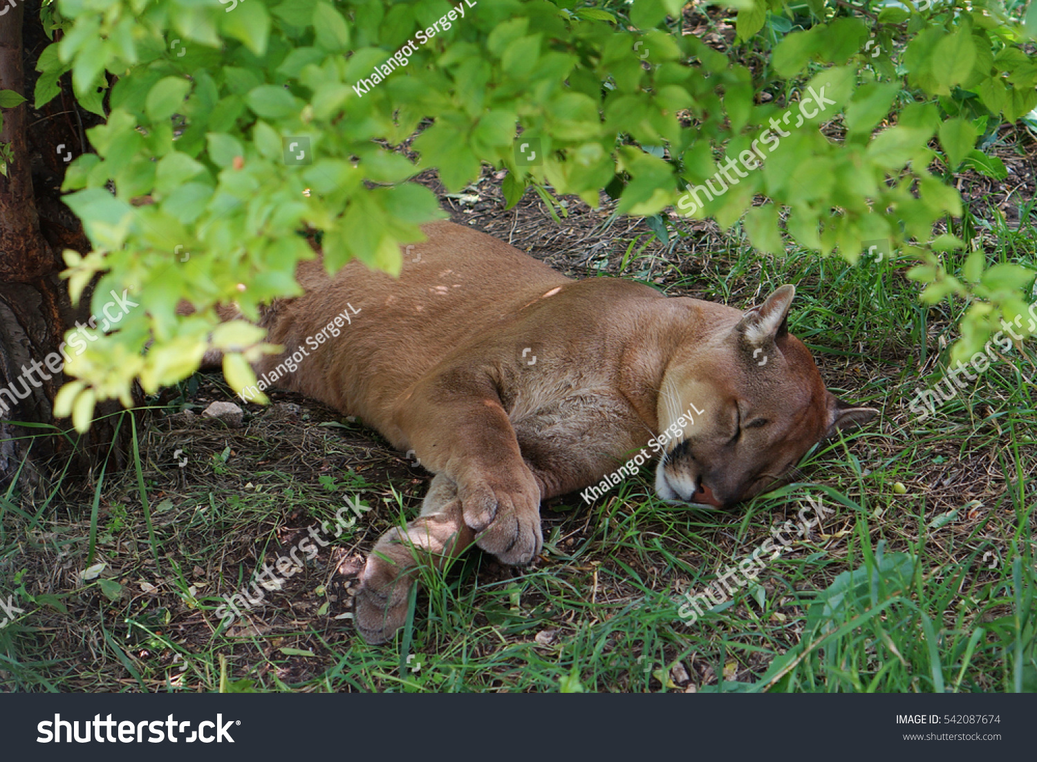 redhead cougars