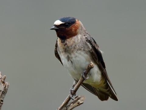 catherine lampard recommends road head swallow pic