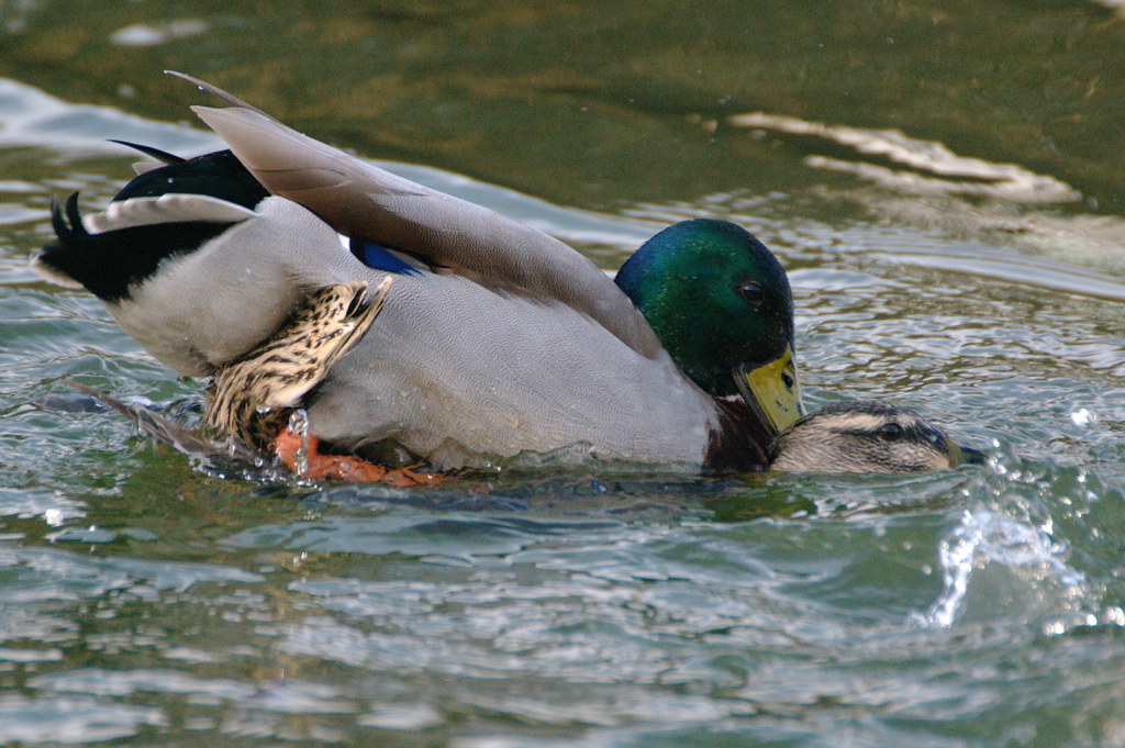 angela mead recommends duck porn pic