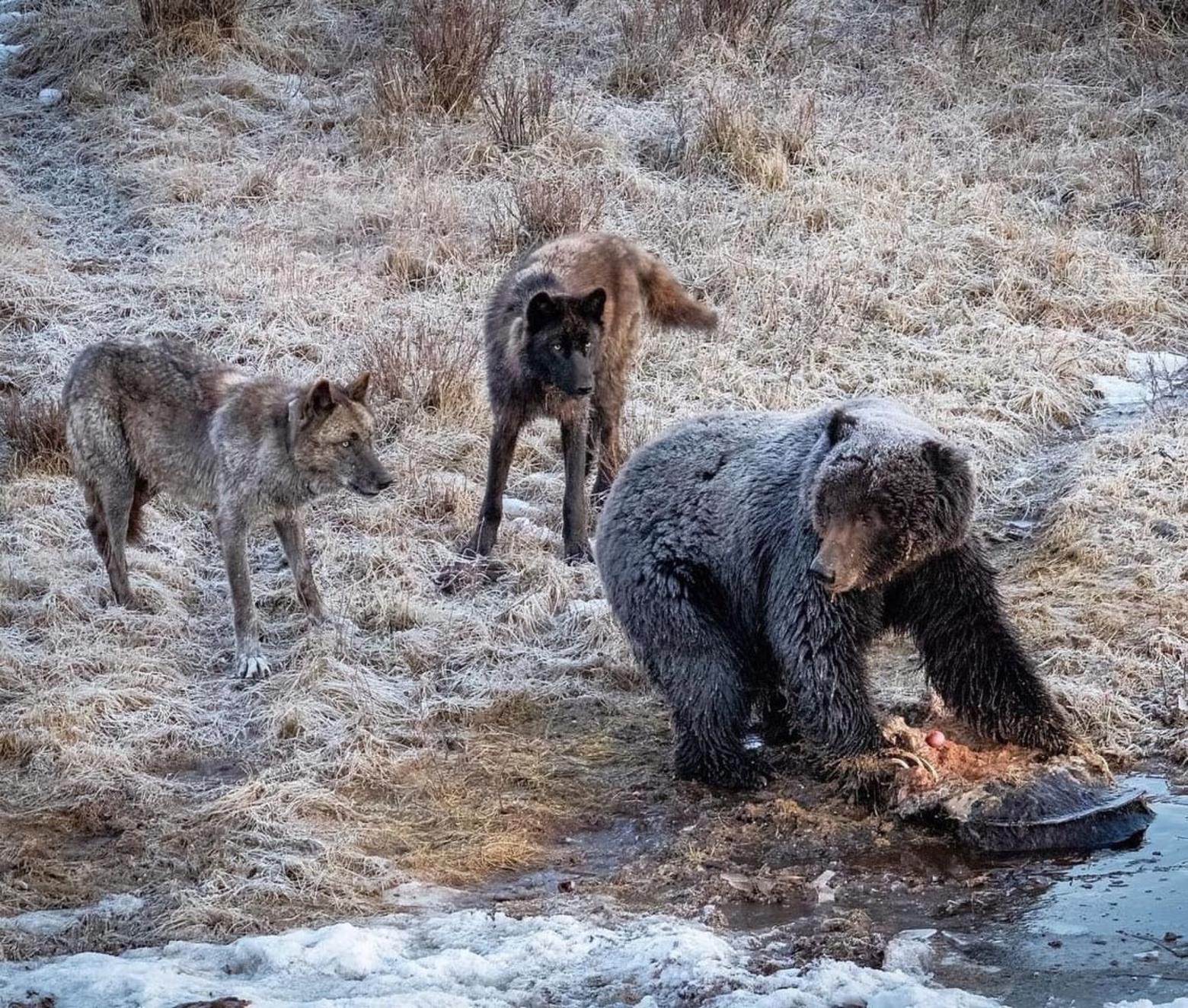 andrew hauton recommends wet cougars pic