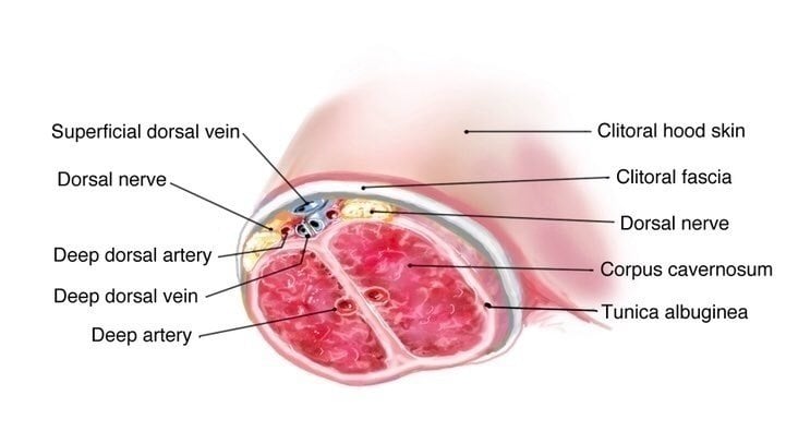 carolyn horne recommends clitoris pump video pic