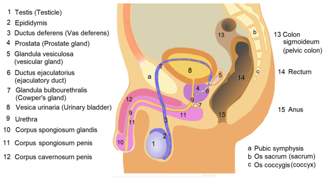 anal maturbation