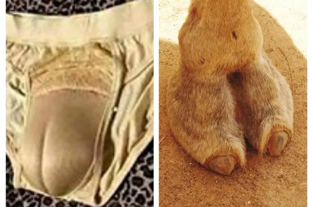 diane eggemeyer recommends Real Camel Toe