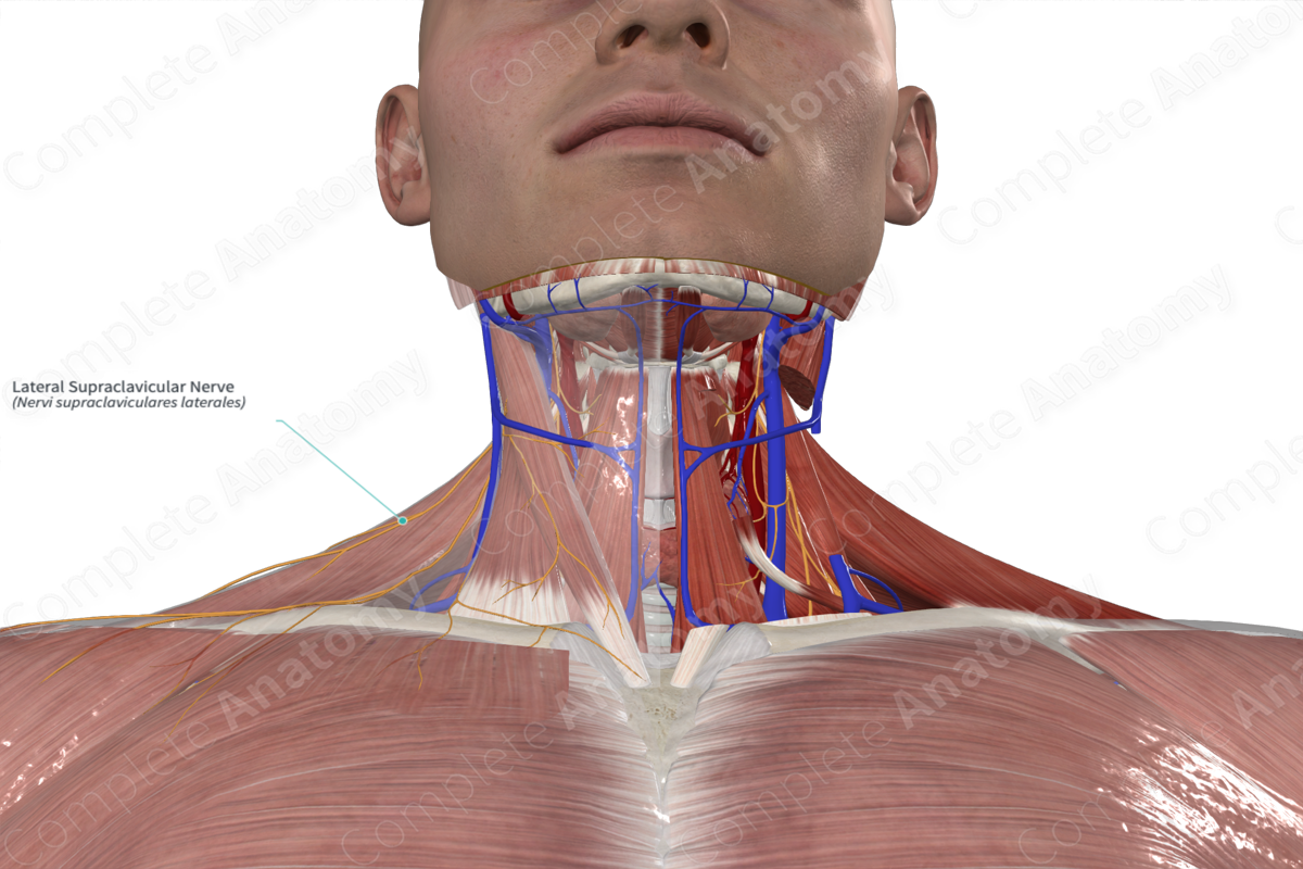 arham bin tariq recommends Deep Throat Comp