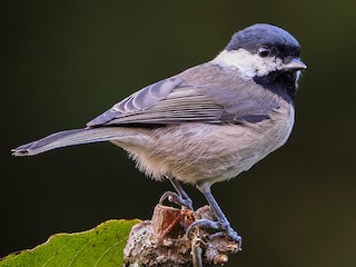 afshan fahad recommends Small Tit Black