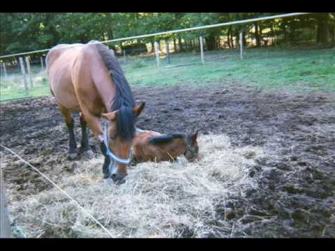 colt cross share amish oil change video photos