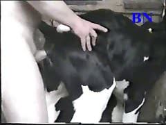 Cow Gay Porn cuckolding clips