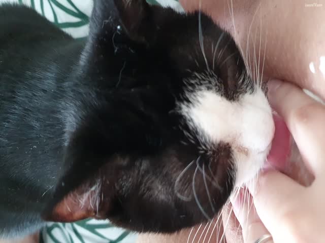 christine sulit recommends cat pussy lick pic