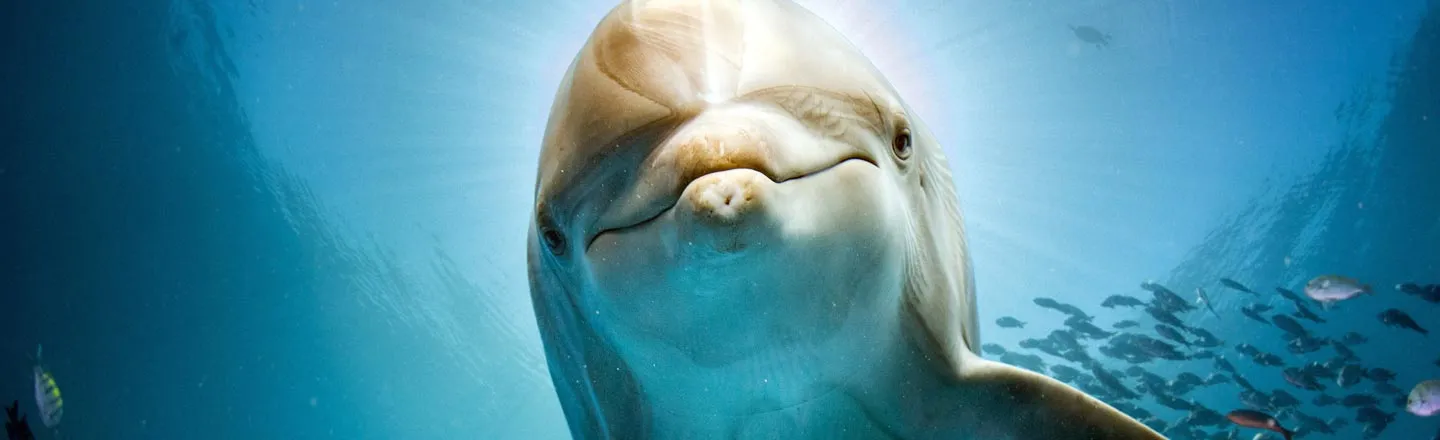 connie canham recommends female dolphin porn pic