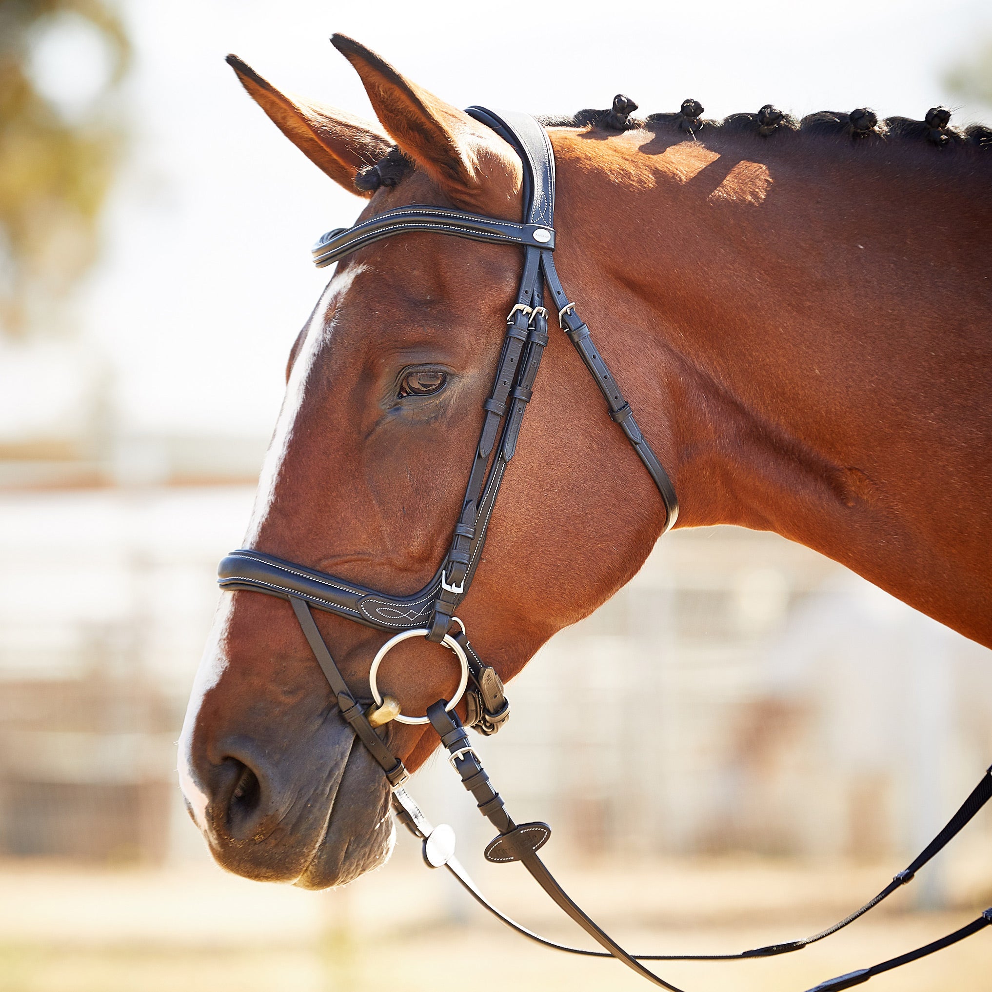 ann ray recommends Ivy Reins