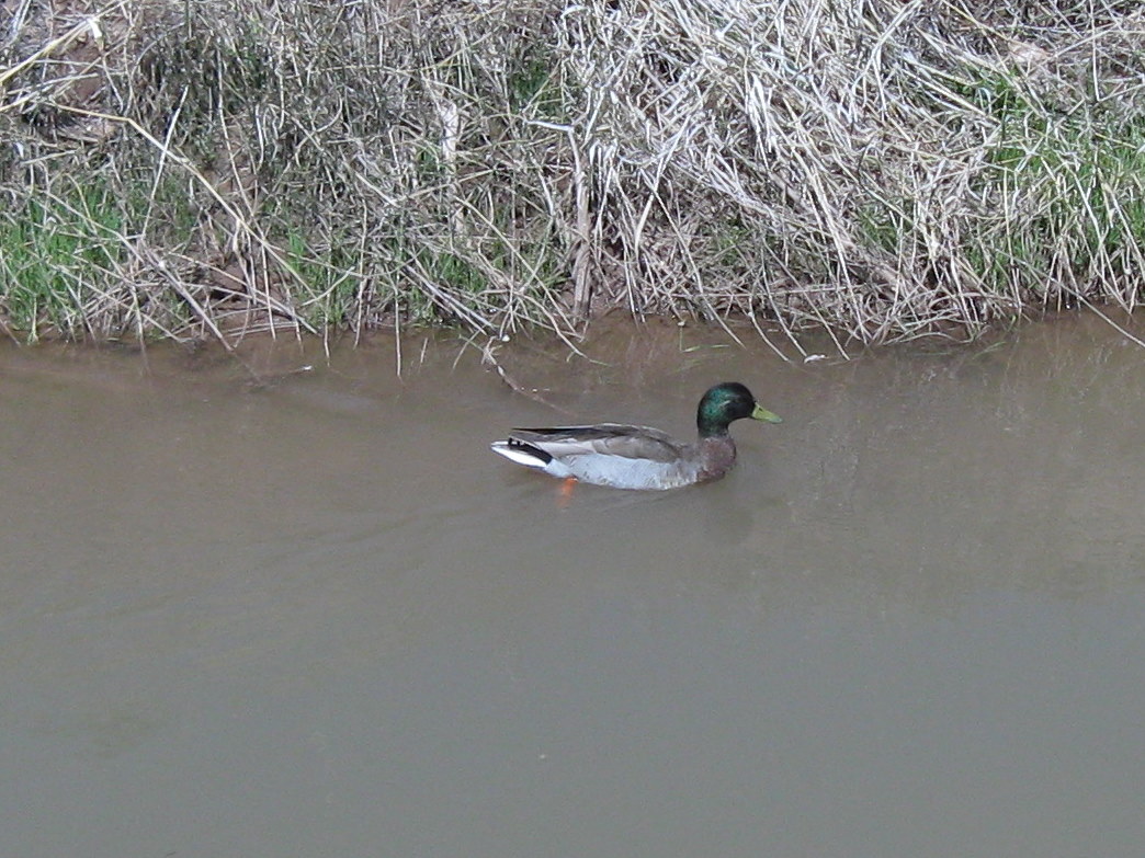 damian messenger recommends Duck Porn