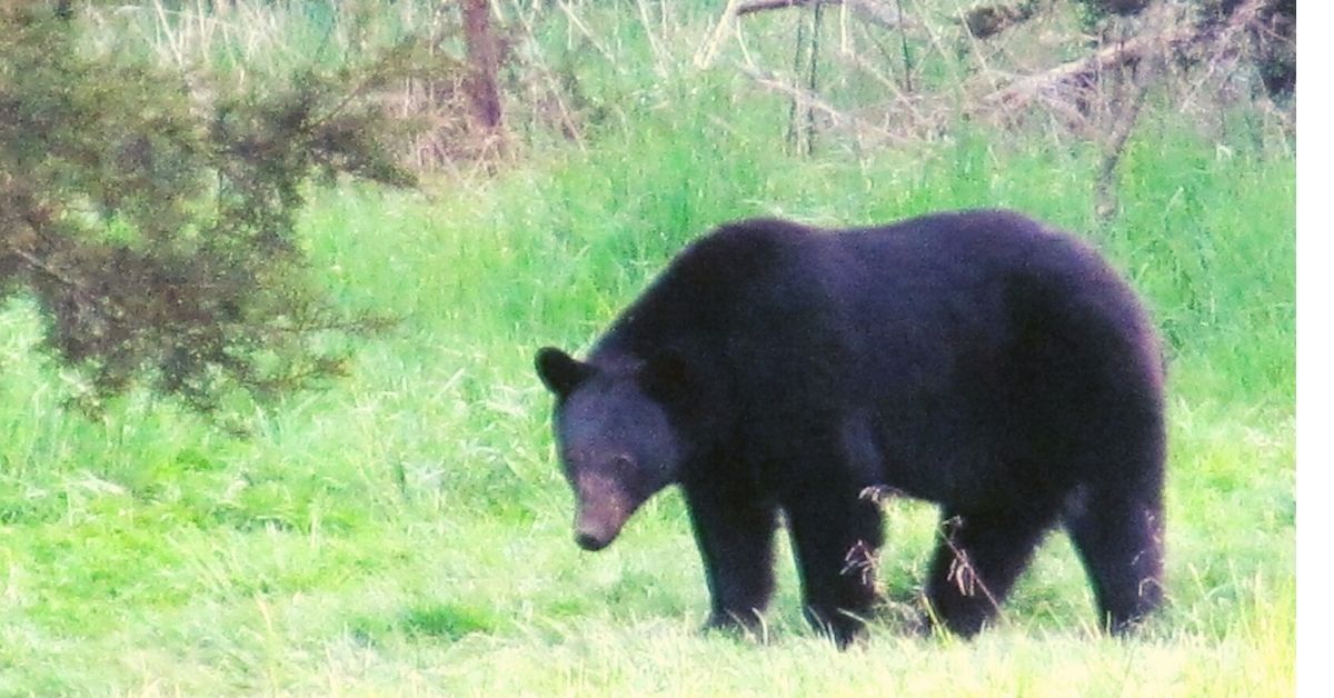 Black Bear Porn dating ontario