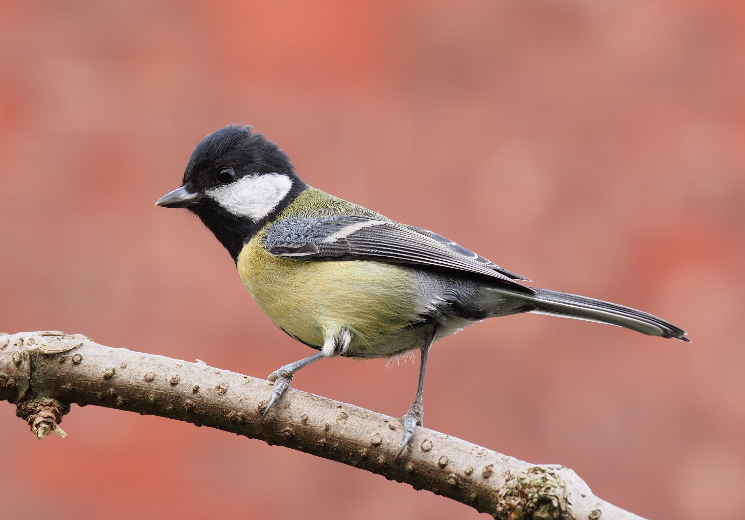 big giant black tits