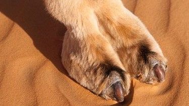 bob beaudoin recommends camel toe tease pic