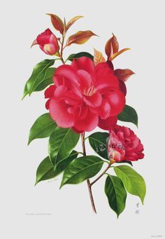 david kneipp share camellia araujo photos