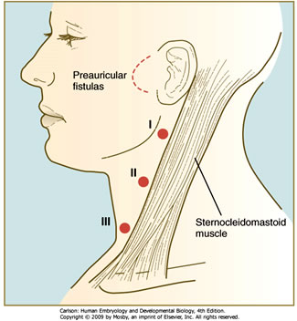 bob stansberry recommends Deep Throat Throat Bulge