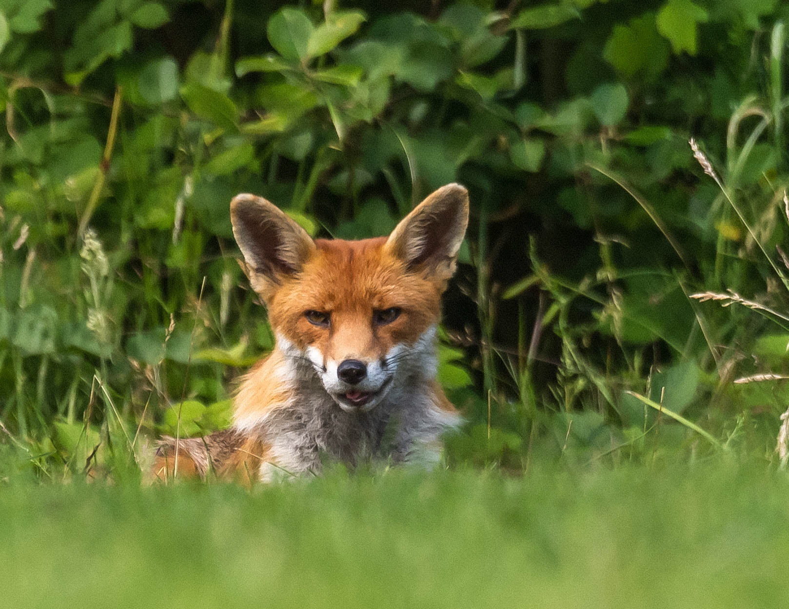 harper the fox