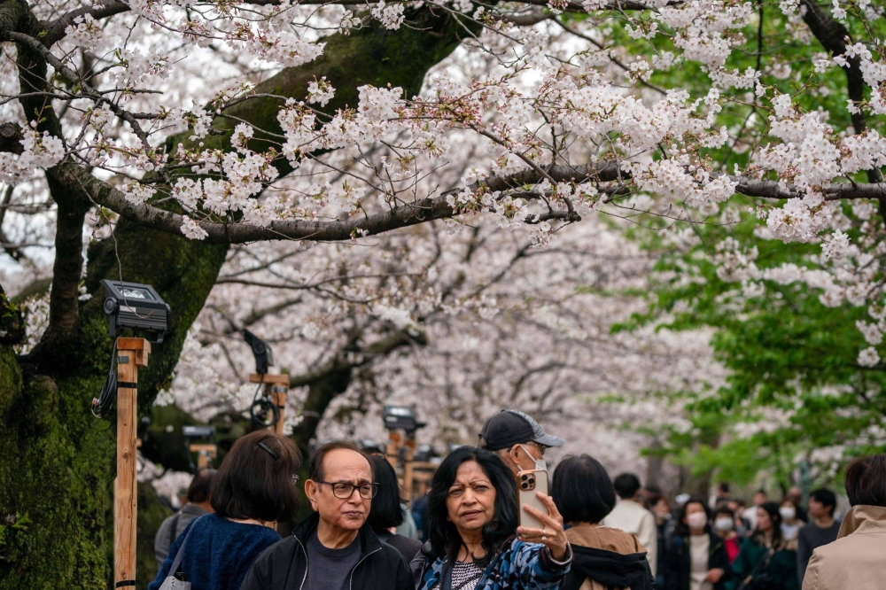 amer shahatit add ms cherry blossoms photo