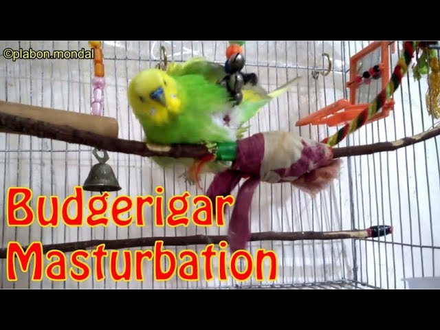 bird masturbating