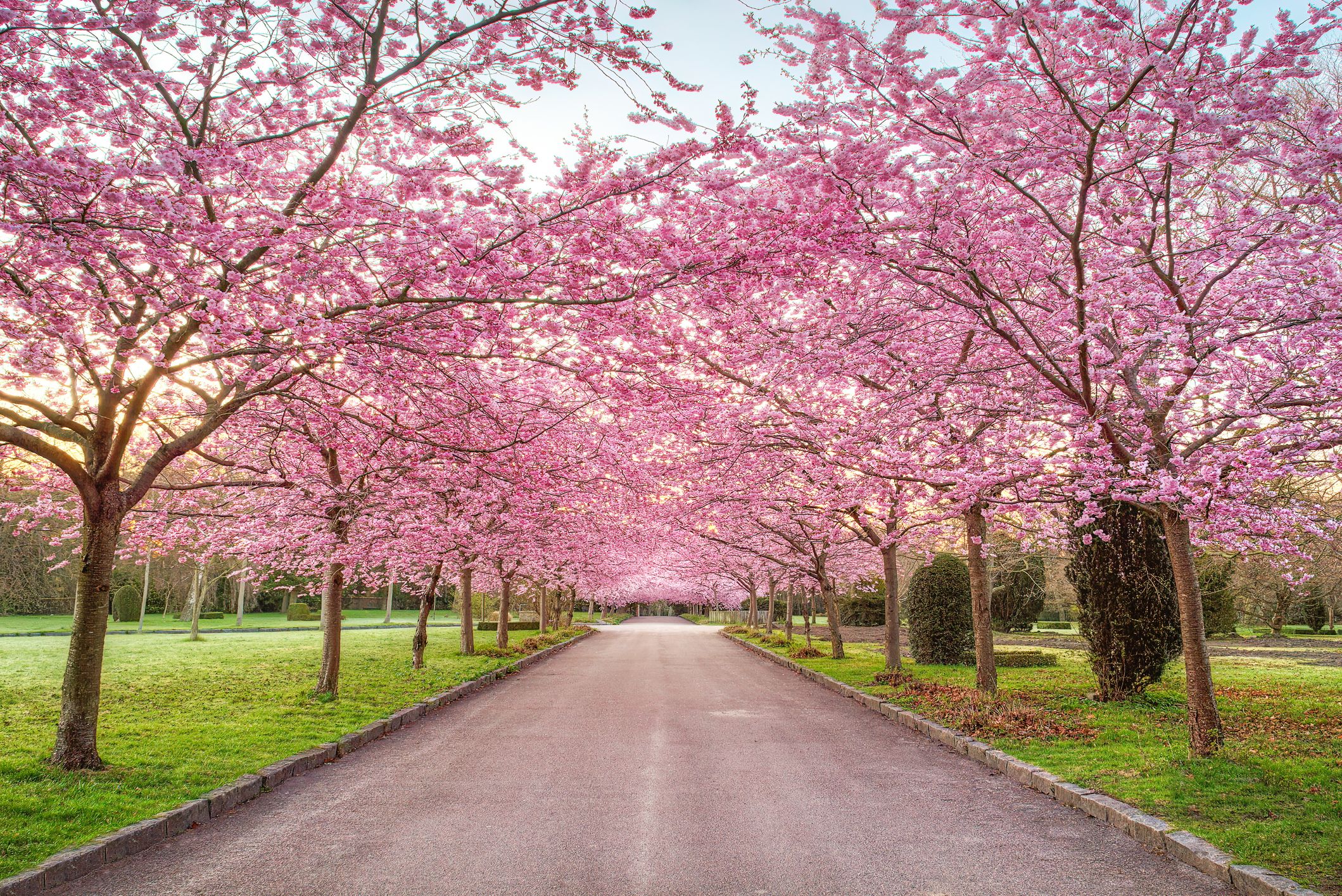 aswathy surendran recommends ms cherry blossoms pic