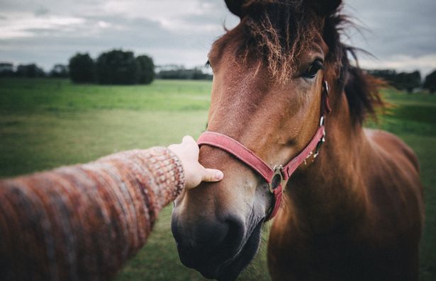 ashok gaihre recommends Masturbating Stallion