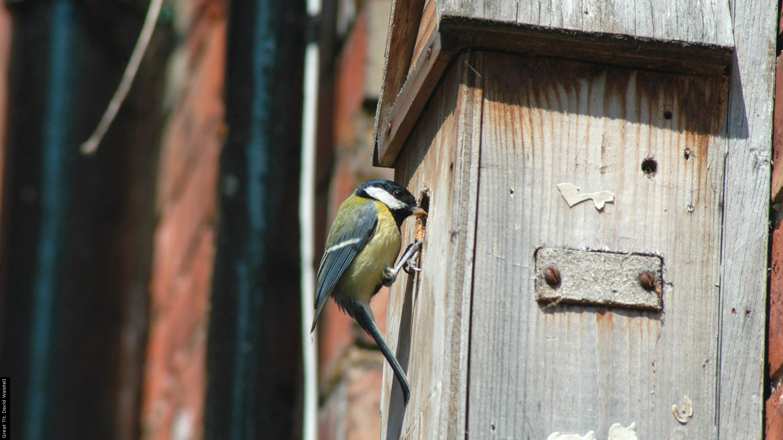 cynthia al add neighbours tits photo