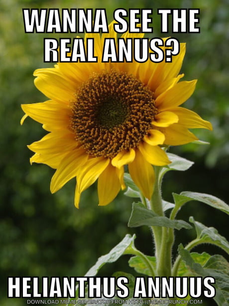 Best of Sunflower anal