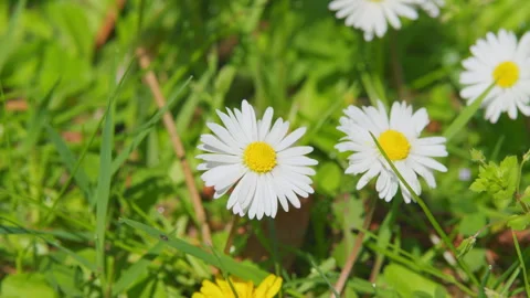 bie zura recommends Daisy Blooms Videos