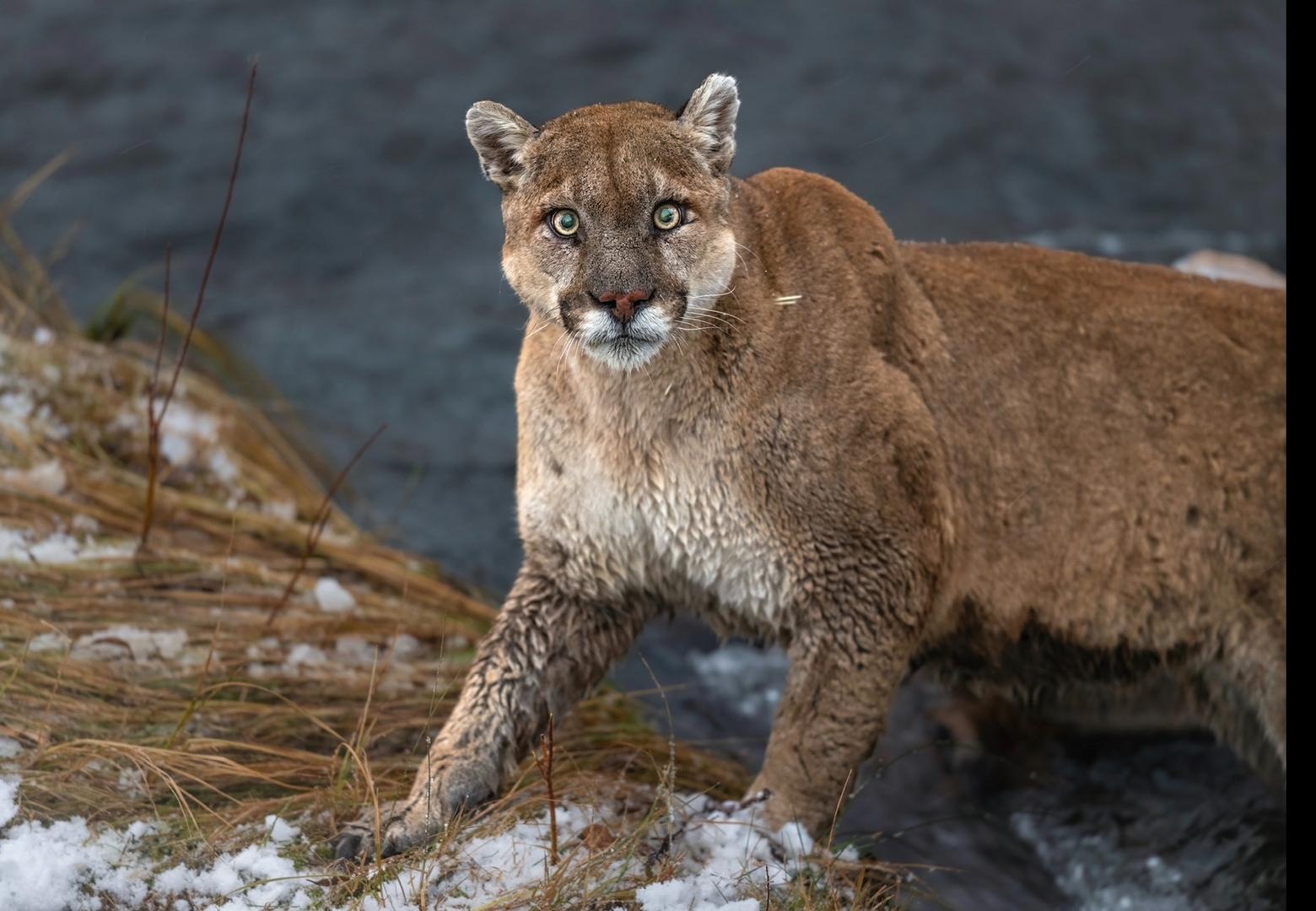 small breasted cougars