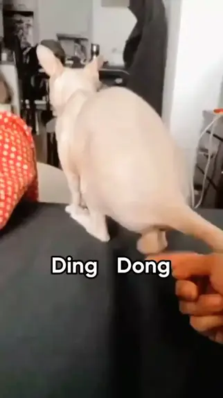 brent hinks share furang ding dong photos