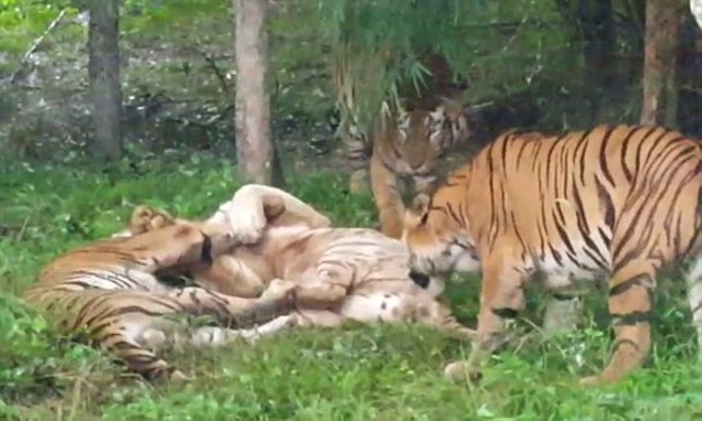 safari tiger threesome