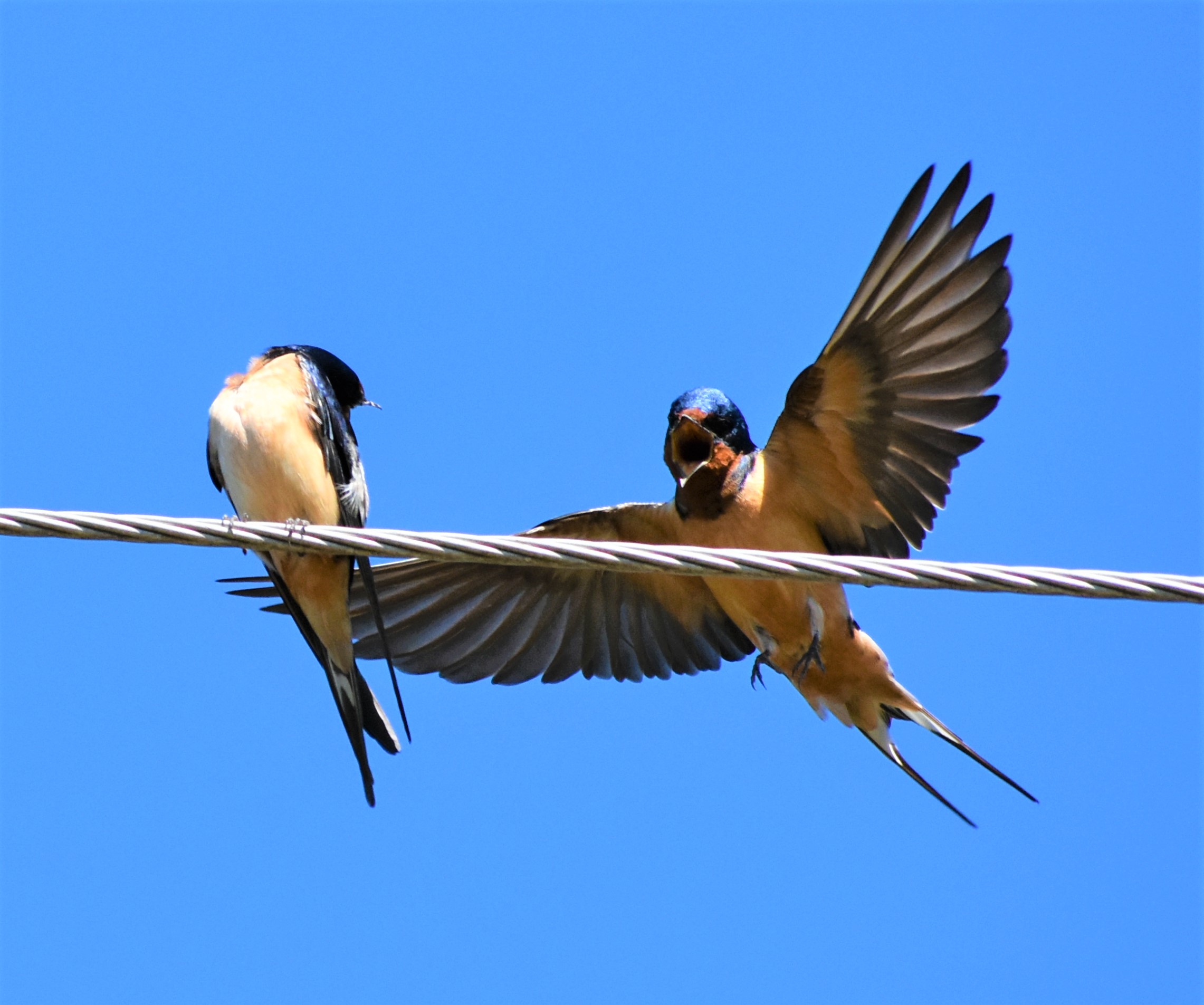 danielle wickersham recommends best swallow ever pic